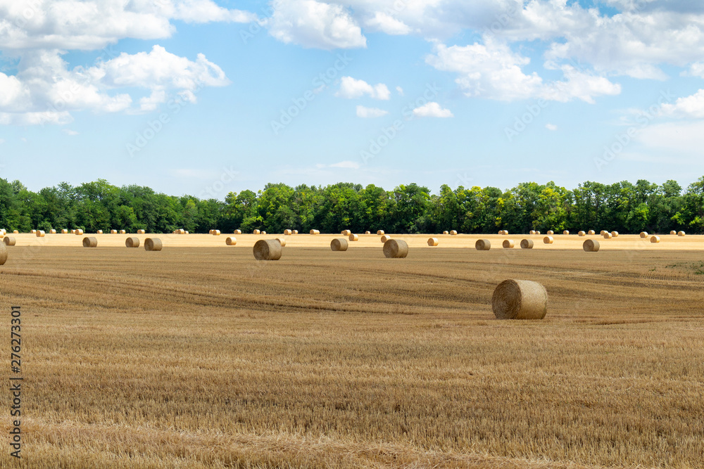 Fototapeta premium harvested cereal wheat barley rye grain field, with haystacks straw bales stakes round shape on the cloudy blue sky background, agriculture farming rural economy agronomy concept