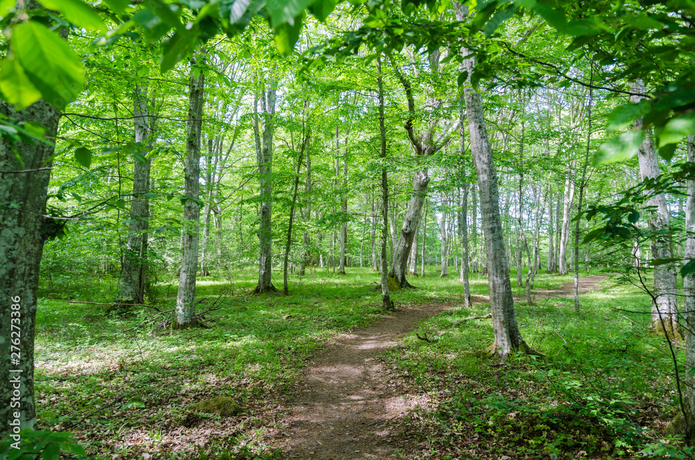 Winding footpath in a bright green forest with hornbeam trees Winding footpath in a bright green forest with hornbeam trees