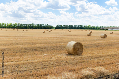 harvested cereal wheat barley rye grain field, with haystacks straw bales stakes round shape on the cloudy blue sky background, agriculture farming rural economy agronomy concept