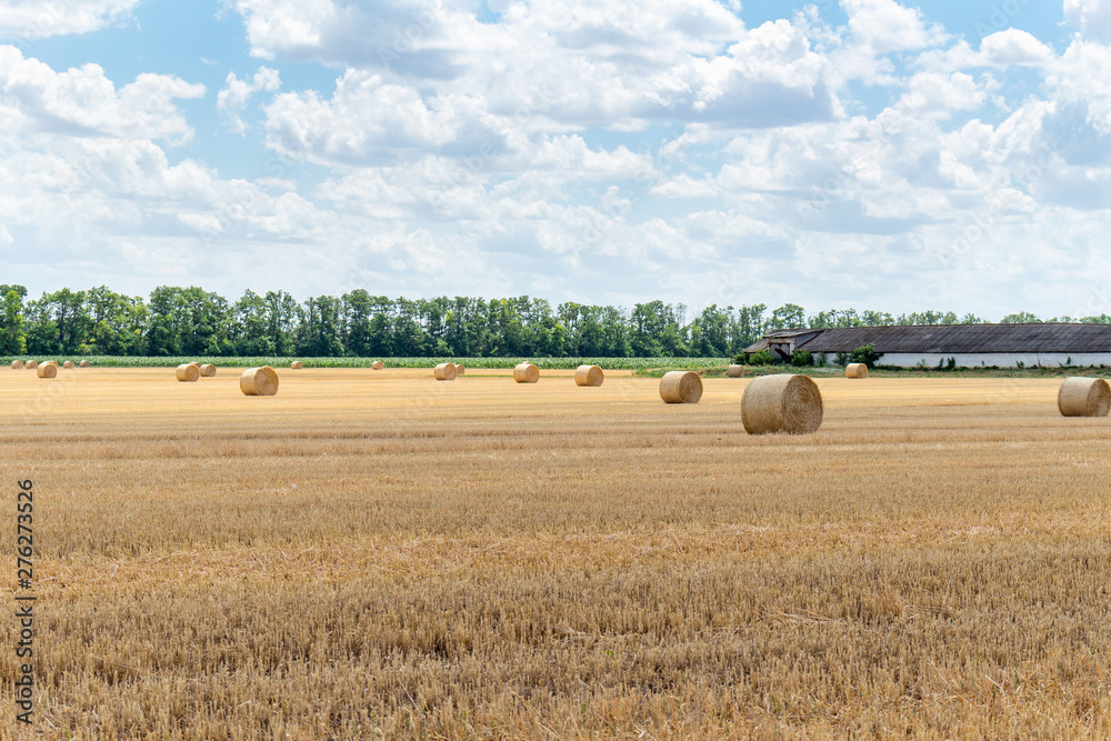 Fototapeta premium harvested cereal wheat barley rye grain field, with haystacks straw bales stakes round shape on the cloudy blue sky background, agriculture farming rural economy agronomy concept