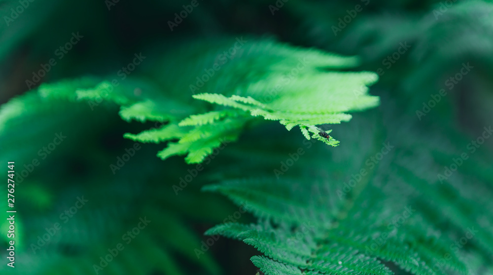 Close up texture of fern, bracken with small fly on edge