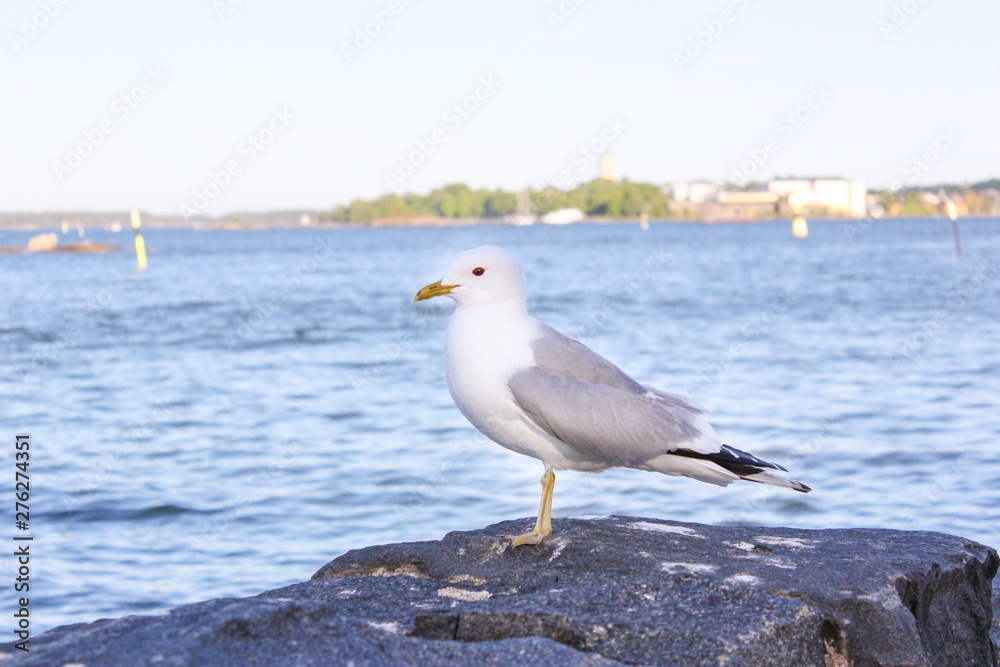 A seagull is siting on the rocks on the shores of the Gulf of Finland. Helsinki, Finland