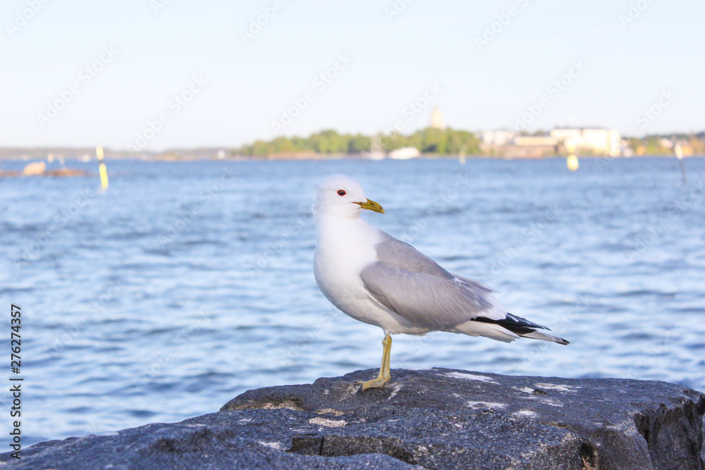 A seagull is siting on the rocks on the shores of the Gulf of Finland. Helsinki, Finland A seagull is siting on the rocks on the shores of the Gulf of Finland. Helsinki, Finland