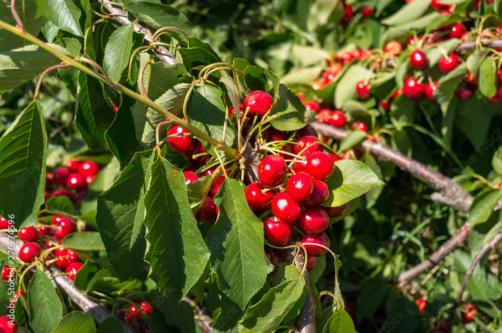 Fresh ripe cherries on a cherry tree