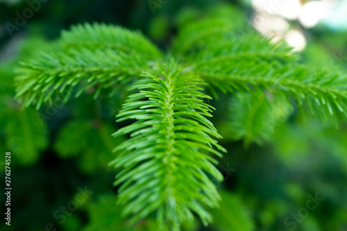 photo of a young pine branch in macro with soft focus
