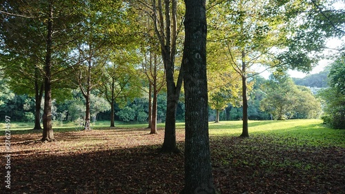 autumn in the park