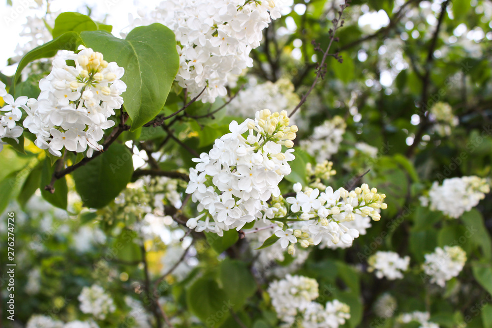 Beautiful flowers in Helsinki, Finland. Flowers bloomю Lilac Beautiful flowers in Helsinki, Finland. Flowers bloomю Lilac