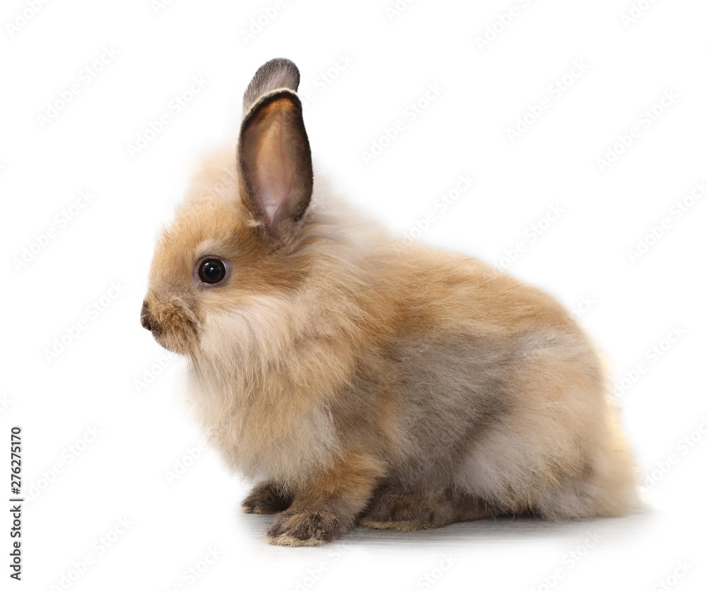 side view one baby red or brown bunny rabbit on isolated and white background in studio lighting side view one baby red or brown bunny rabbit on isolated and white background in studio lighting