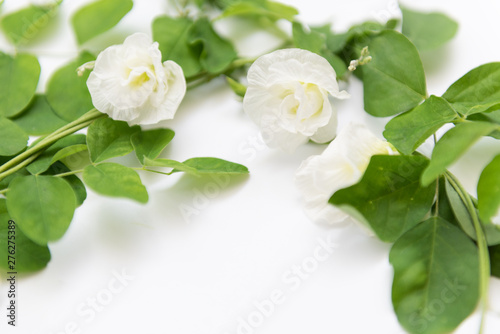 Beautiful white butterfly pea flowers frame and green leaves on white background,top view