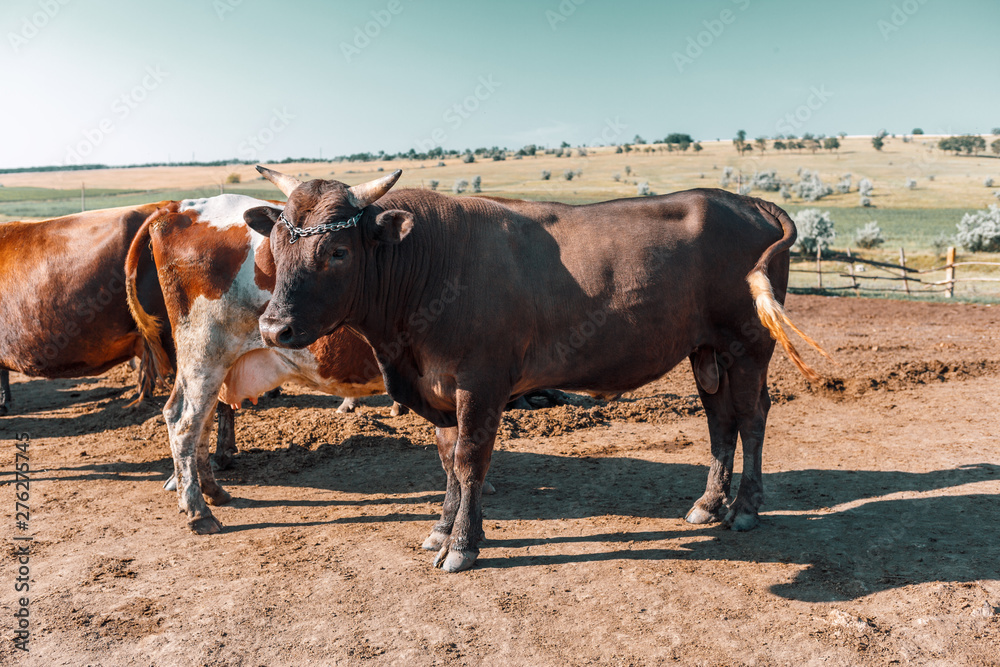 Bull and cow on the background of rural fields. Leads and protects his flock. Livestock farm. Meat industry. Bull and cow on the background of rural fields. Leads and protects his flock. Livestock farm. Meat industry.