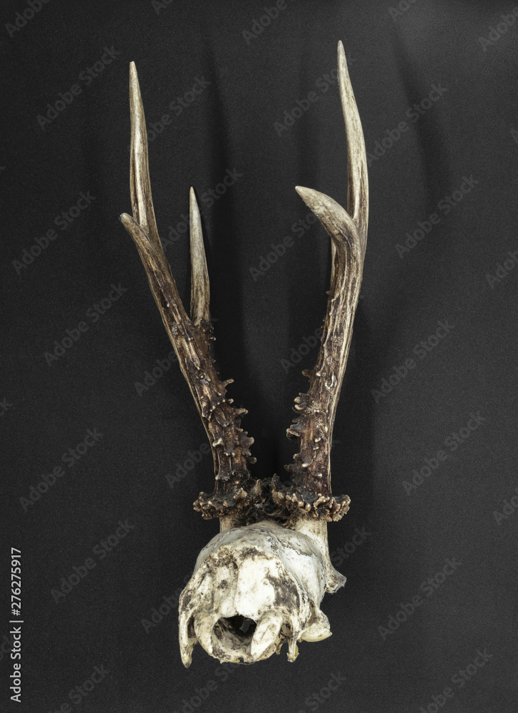 Deer antlers with a skull