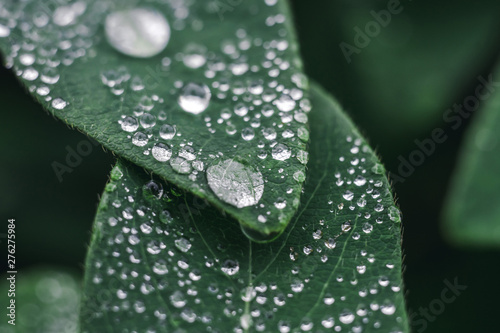 water drops on a green leaf. macro dew drops on a green leaf.