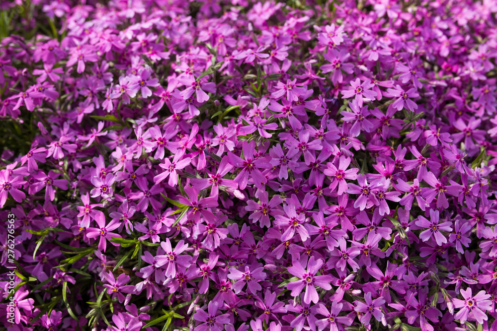 Fototapeta premium Purple spring flowers texture background. Close-up