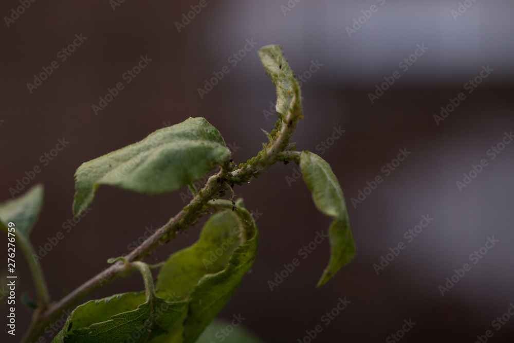 Aphid on a tree branch with leaves. Close-up. Macro. Pest for trees. Aphid on a tree branch with leaves. Close-up. Macro. Pest for trees.