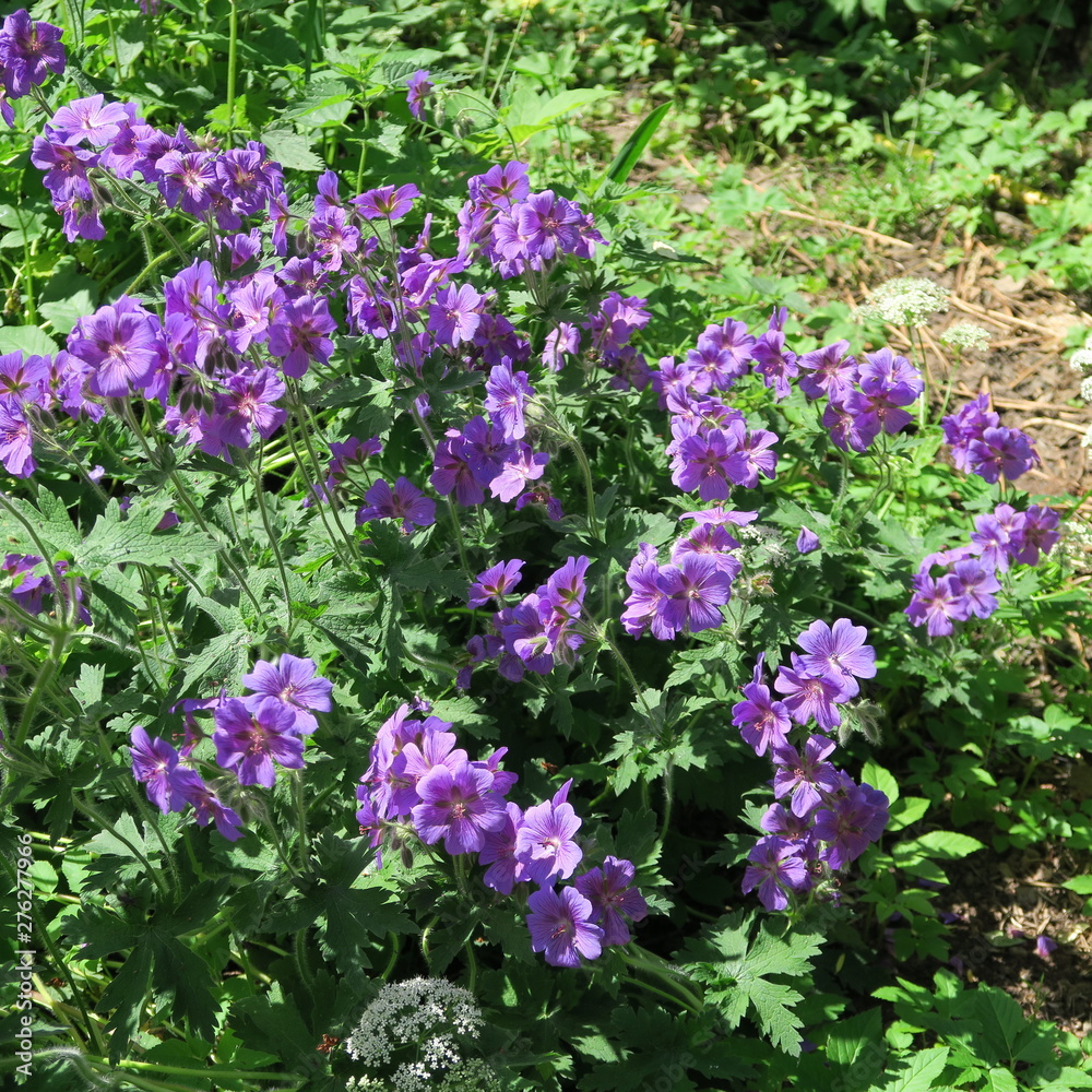 Obraz premium Geraniaceae, dark purple alpine beak, perennial garden shrub returns every year