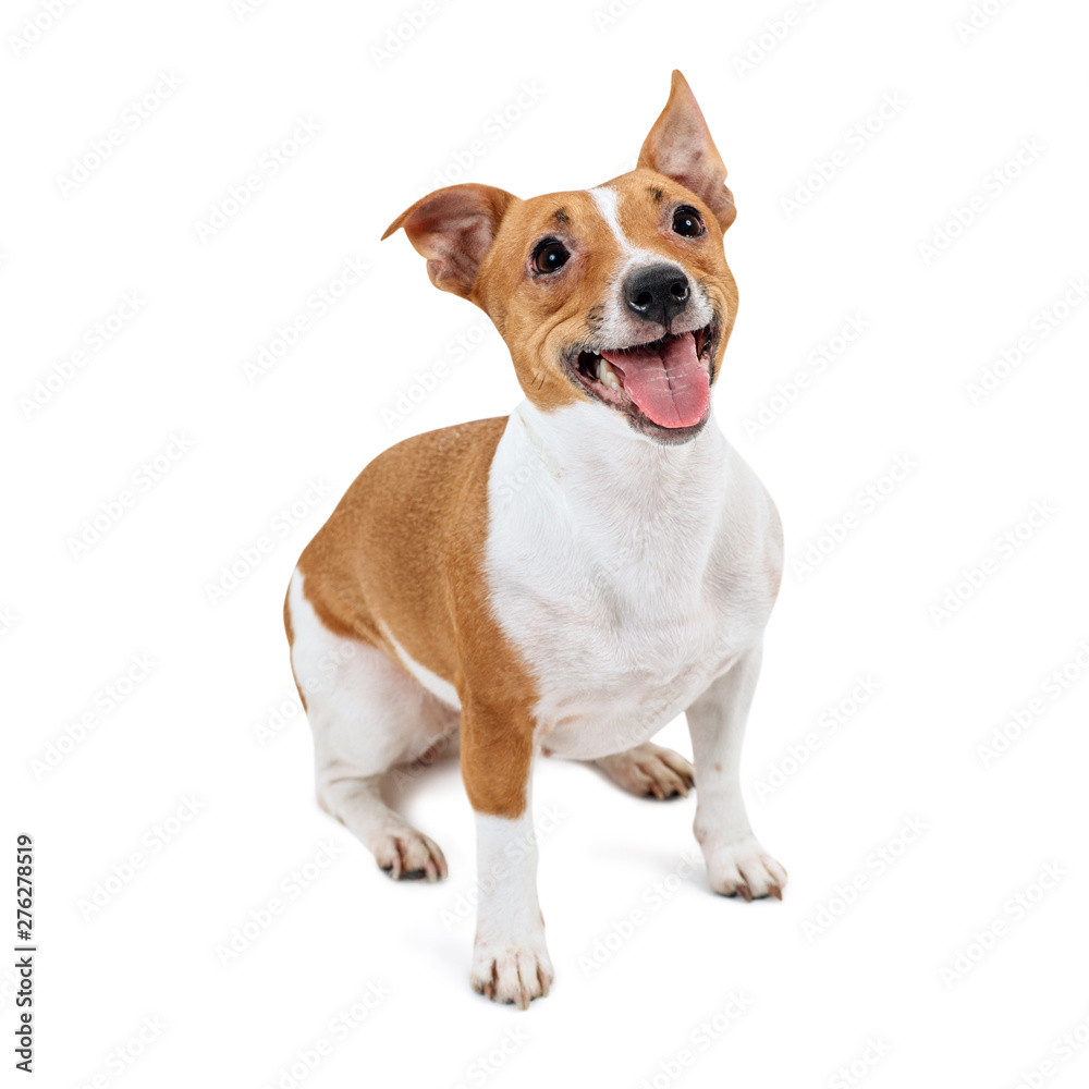 Sitting Jack Russell Terrier dog panting.