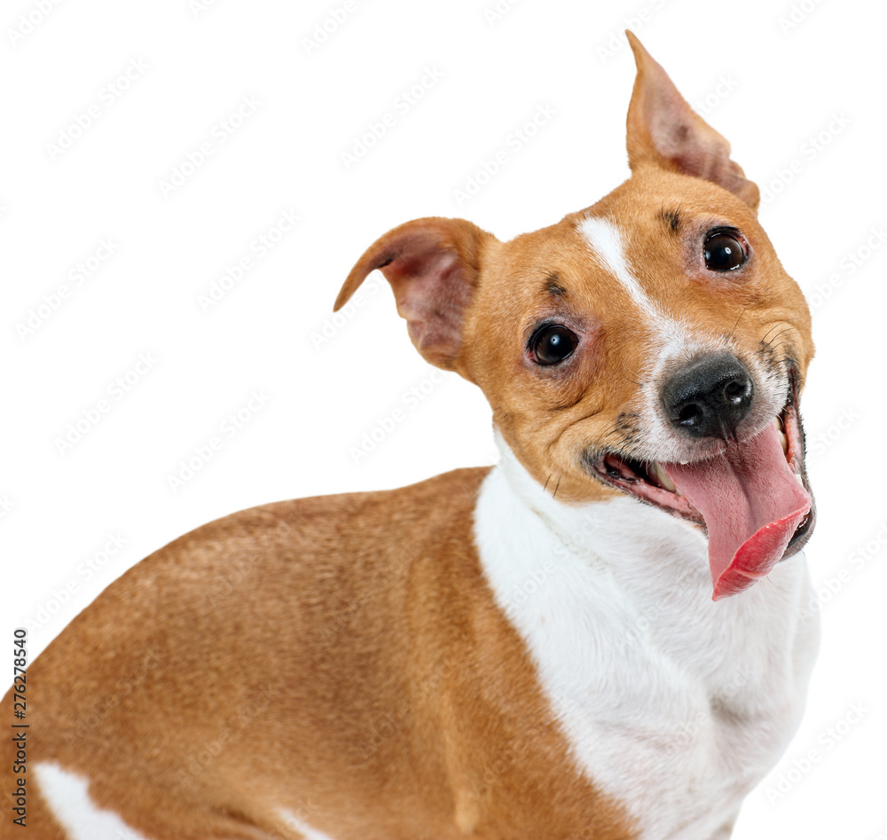 Sitting Jack Russell Terrier dog panting.