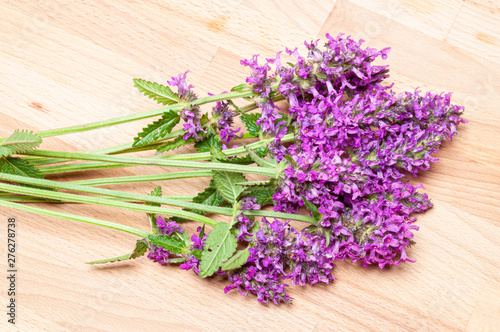 Stachys officinalis isolated white background