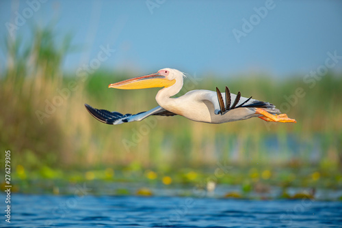 The great white pelican flying through the air above the water in the wonderful Danube Delta, Romania. The bird has it's wings wide open and gently gliding through the air. photo