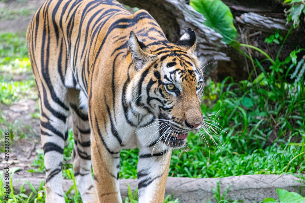 Obraz premium The tiger that lives in the natural forest is waiting to eat meat. Wildlife scene with danger animal.