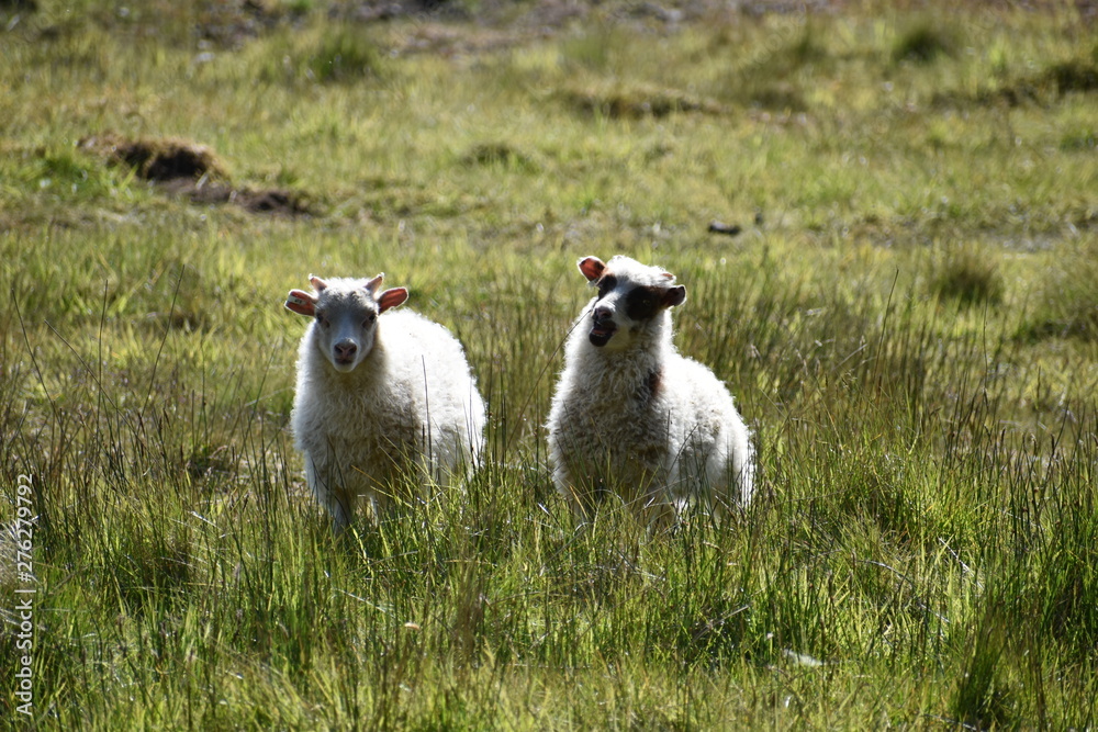 Two Icelandic lambs standing in green grass in Iceland Two Icelandic lambs standing in green grass in Iceland