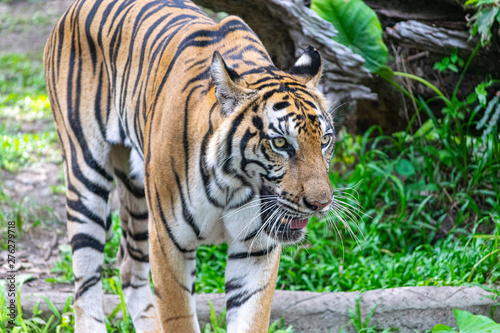 The tiger that lives in the natural forest is waiting to eat meat. Wildlife scene with danger animal.