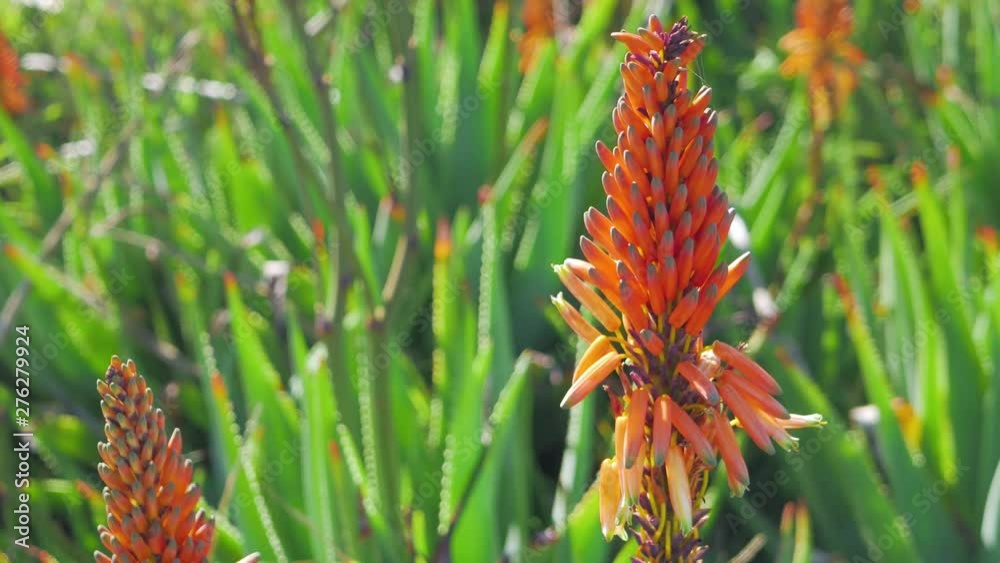 Orange Aloe Vera flower moving in sea breeze, beautiful vivid colours. Orange Aloe Vera flower moving in sea breeze, beautiful vivid colours.