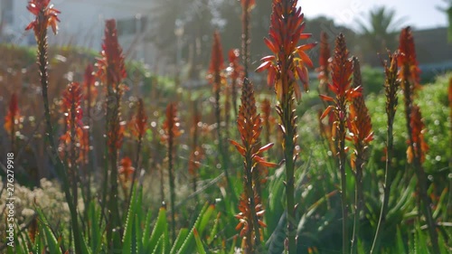 Aloe Vera plants with flowers, beautifully backlit, tilting up shot. photo