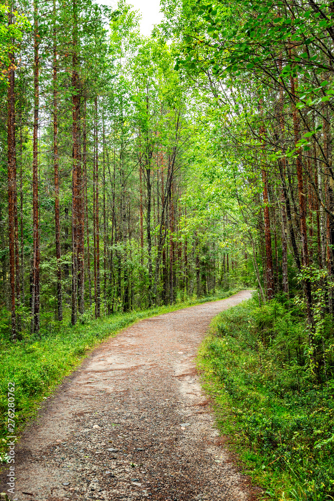 Footpath in dense forest. Vertical.