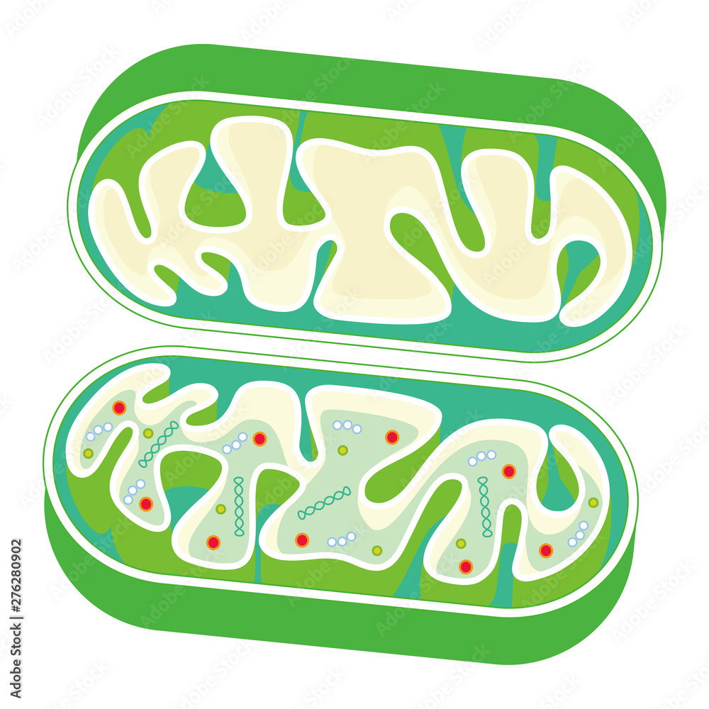 ミトコンドリアの断面図 Mitochondria イラスト Stock ベクター Adobe Stock