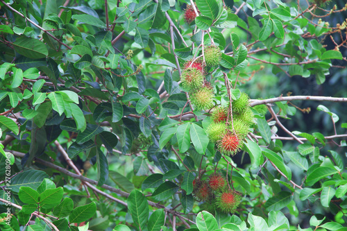 Bunch of organic rambutan fruit  or nephelium lappaceum hanging on nature tree green leaf background photo