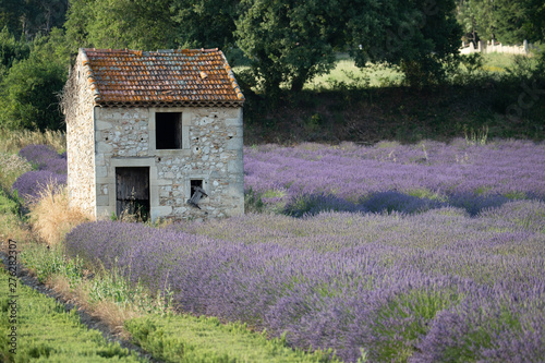 Small stone cottage in a lavender field, in Provence