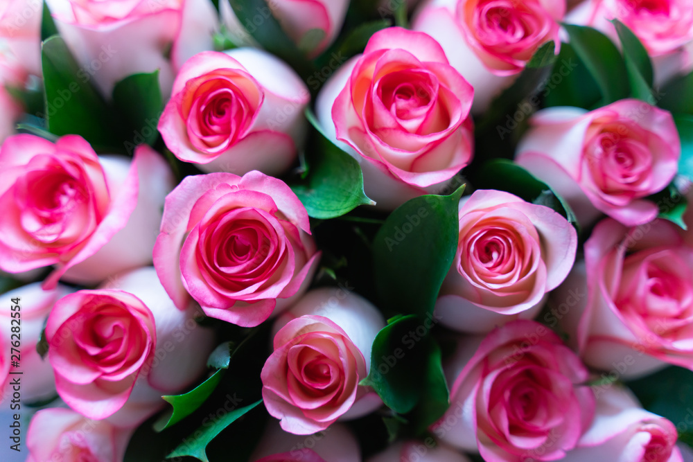 beautiful pink and cream roses bouquet as background or greeting card beautiful pink and cream roses bouquet as background or greeting card