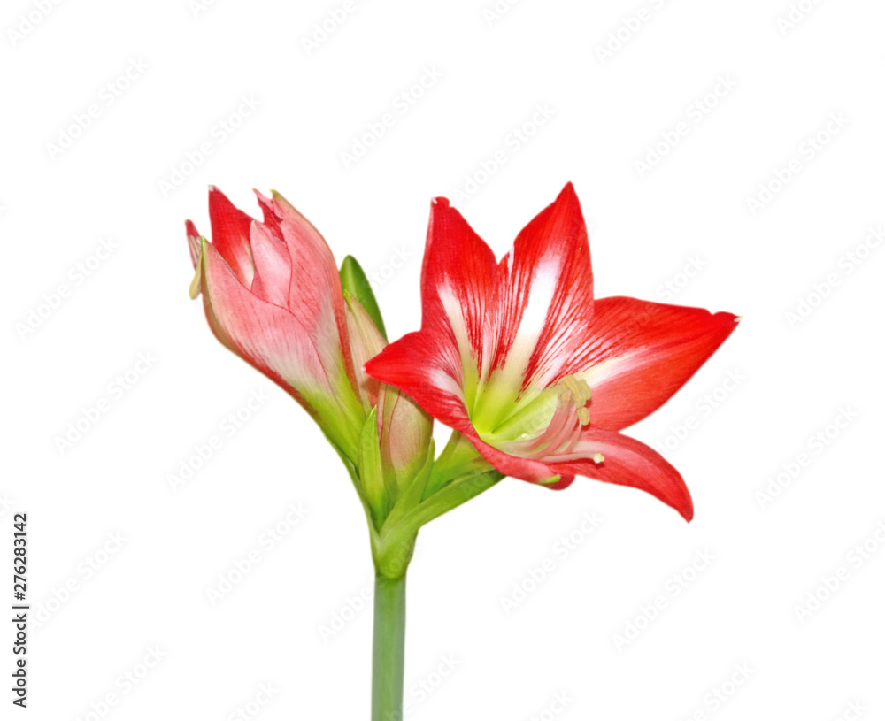 Beautiful red flower isolated on a white background Beautiful red flower isolated on a white background