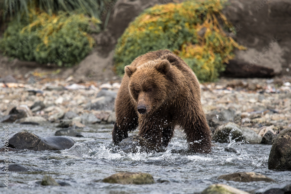 Grizzlybär auf der Suche nach Lachs, der Hauptnahrung von Küstenbären Alaska Grizzlybär auf der Suche nach Lachs, der Hauptnahrung von Küstenbären Alaska