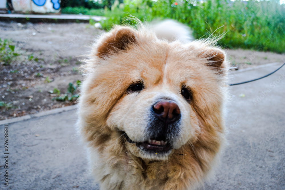 chow chow dog chow chow dog