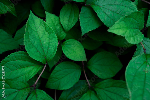 Green leaves pattern background. Creative layout made of green leaves. Nature concept and wallpaper