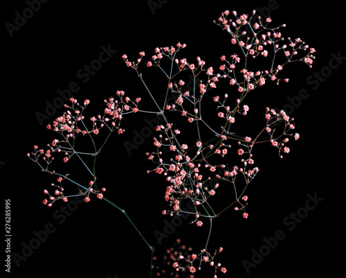 Fototapeta Naklejka Na Ścianę i Meble -  Pink baby's breath Gypsophila flowers bouquet on black background