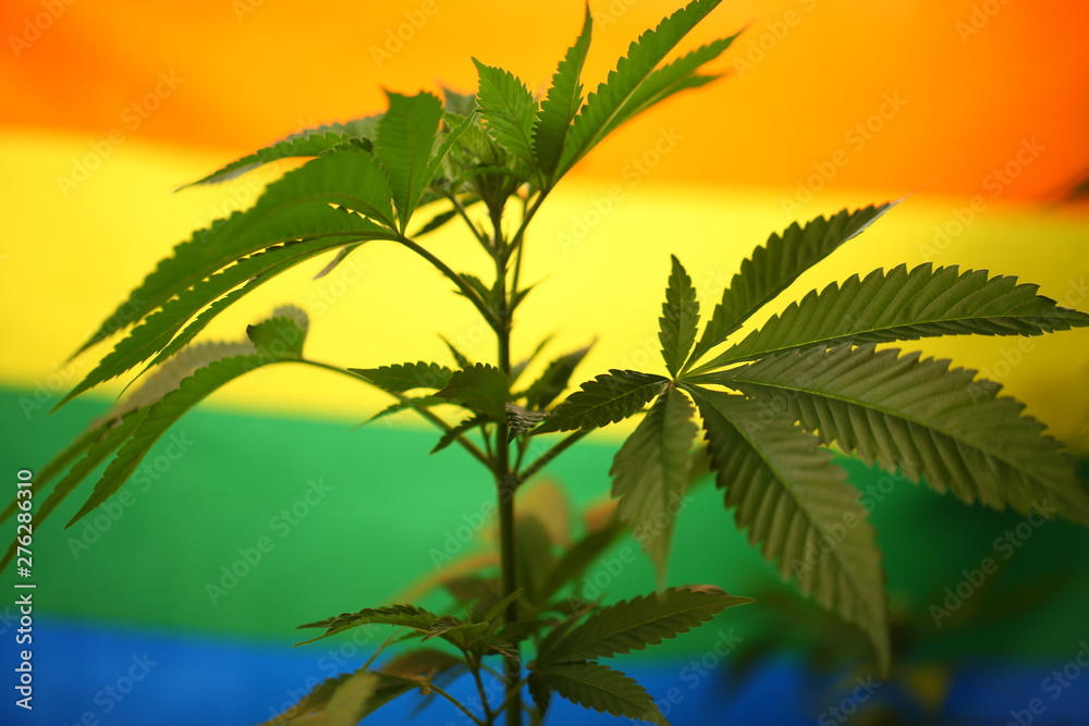 Cannabis plant against the background of the LGBT flag.