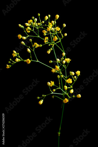 Fototapeta Naklejka Na Ścianę i Meble -  Yellow baby's breath Gypsophila flowers bouquet on black background