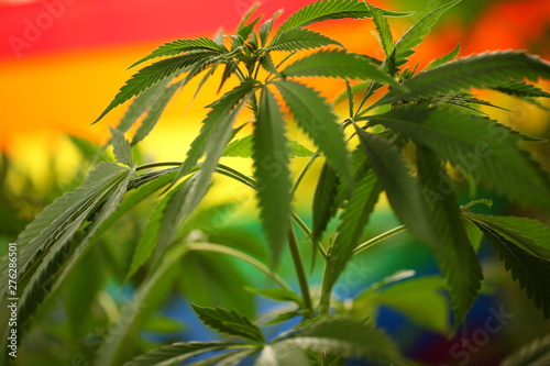 Cannabis plant against the background of the LGBT flag.