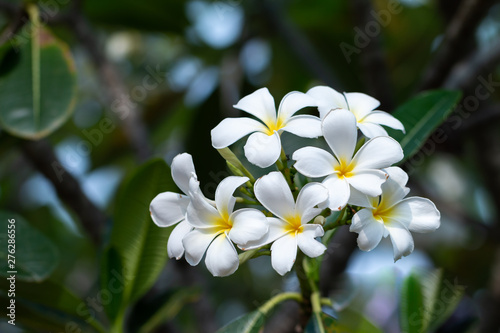 Frangipani Tropical Spa Flower. Plumeria flower on plant