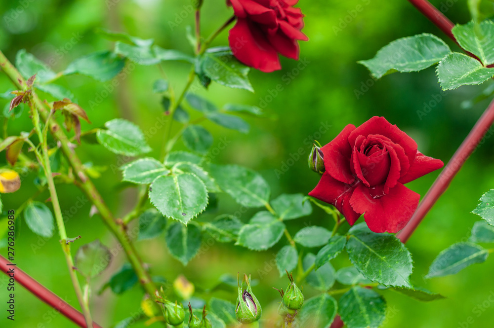 2 perfect red rose on blurry green garden background with placeholder