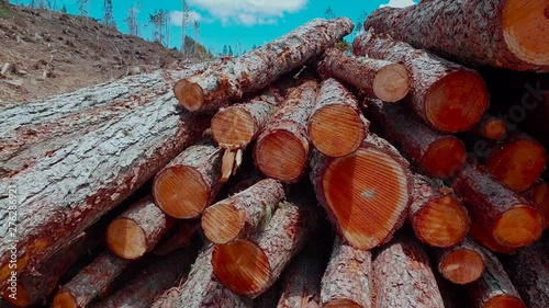 Cataste di legna su strada forestale photo