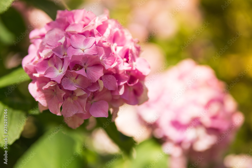 Beautiful pink hydrangea or hortensia flower on the natural sunny background close up. Summer flowers Beautiful pink hydrangea or hortensia flower on the natural sunny background close up. Summer flowers