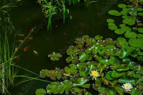 White and red nymphaea or water lily flowers and green leafs in water of garden pond with few golden fishes