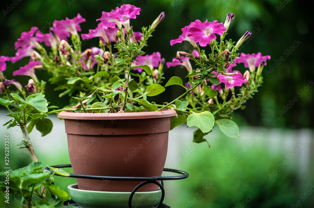 Brown pot with blooming pink petunia on blurry garden background, cloudy day light