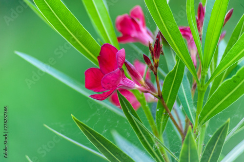 Pink oleander flowers with green leafs and small spider web close up on super blurred green background