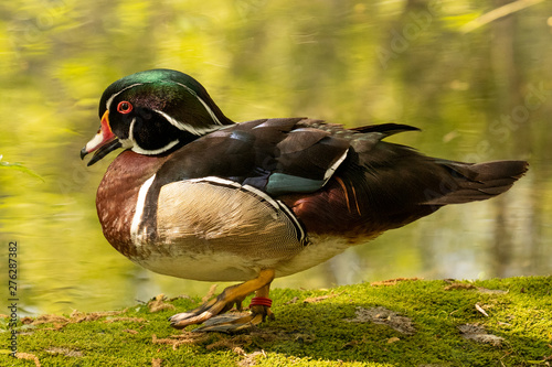 Ein freigestellter Brautenten Erpel im Prachtkleid in der Seitenansicht, auf bemoostem Ufer vor einem Teich photo