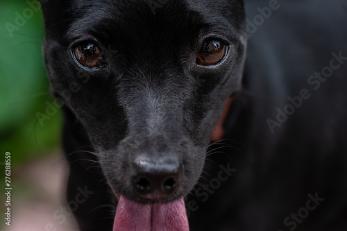 Partial portrait of a small black dog, looking like a pincher breed with brown eyes, looking to the camera © Денис Ржанов